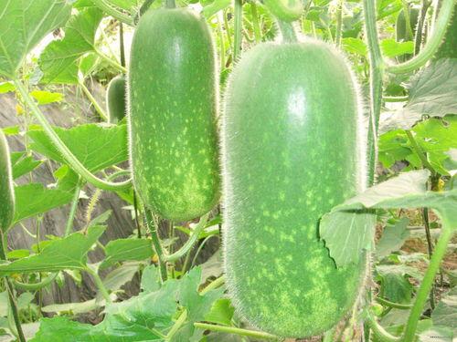 今日吃瓜每日更新必吃大瓜,紧跟热点，每日必吃大瓜盘点